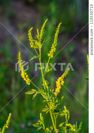 In the wild bloom Melilotus officinalis - honey, essential oil and medicinal plant In the wild bloom Melilotus officinalis - honey, essential oil and medicinal plant 118530719