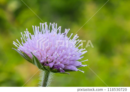 Field scabious Knautia arvensis flowering in meadow. Blue purple wild flower on natural background. Macro. Selective focus 118530720