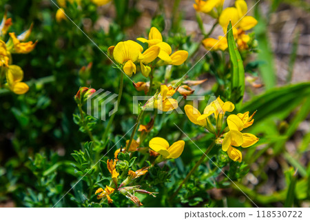 Close up of birds foot trefoil lotus corniculatus flowers in bloom. Beautiful yellow floral background Close up of birds foot trefoil lotus corniculatus flowers in bloom. Beautiful yellow floral background 118530722