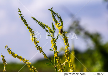 In the wild bloom Melilotus officinalis - honey, essential oil and medicinal plant In the wild bloom Melilotus officinalis - honey, essential oil and medicinal plant 118530725