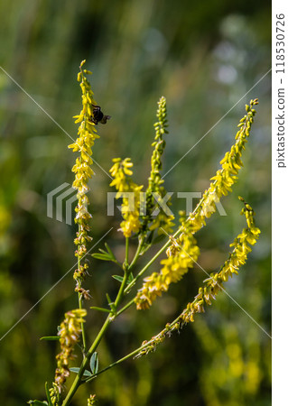 In the wild bloom Melilotus officinalis - honey, essential oil and medicinal plant In the wild bloom Melilotus officinalis - honey, essential oil and medicinal plant 118530726