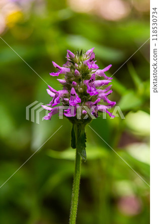 Betonica officinalis Stachys officinalis, commonly known as common hedgenettle, betony, wood betony, bishopwort, or bishop's wort, is a species of flowering plant in the family Lamiaceae 118530734