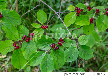 Festive Holiday Honeysuckle Branch with Red Berries Lonicera xylosteum 118530737