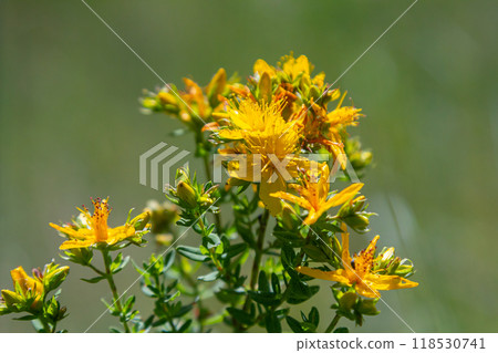 flowers of Saint Johns wort, Hypericum perforatum 118530741