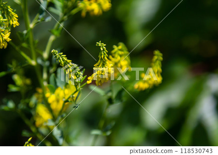 In the wild bloom Melilotus officinalis - honey, essential oil and medicinal plant In the wild bloom Melilotus officinalis - honey, essential oil and medicinal plant 118530743