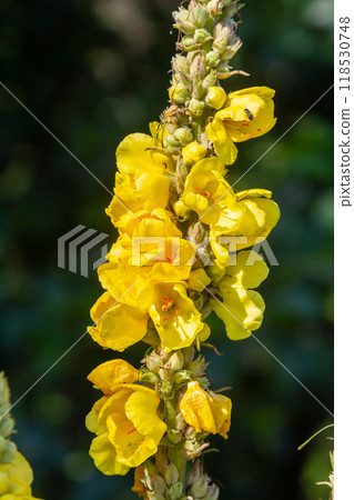 Common mullein - pale yellow flowers of verbascum nigrum plant, used as herb and medicine - growing in the medicinal garden 118530748
