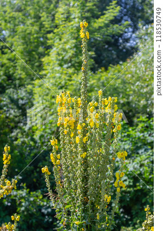 Common mullein - pale yellow flowers of verbascum nigrum plant, used as herb and medicine - growing in the medicinal garden Common mullein - pale yellow flowers of verbascum nigrum plant, used as herb and medicine - growing in the medicinal garden 118530749