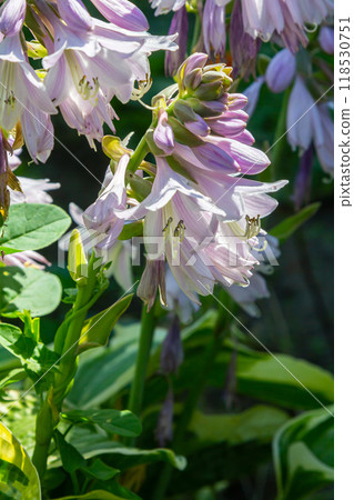Hosta plantaginea. Hosta plant with delicate purple flowers and large green leaves 118530751