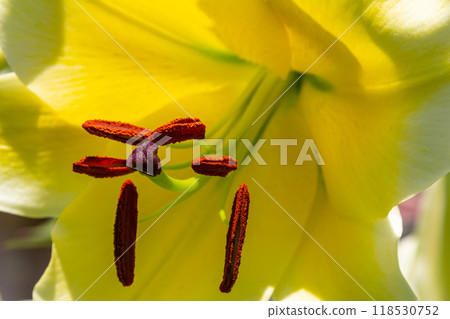 yellow lilium flowers with burgeons and green leafs yellow lilium flowers with burgeons and green leafs 118530752