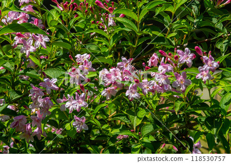 Weigela Bristol Ruby red flowers - Latin name - Weigela florida Bristol Ruby Weigela Bristol Ruby red flowers - Latin name - Weigela florida Bristol Ruby 118530757