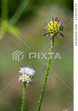 Dipsacus pilosus, Small Teasel. Wild plant shot in summer Dipsacus pilosus, Small Teasel. Wild plant shot in summer 118530774