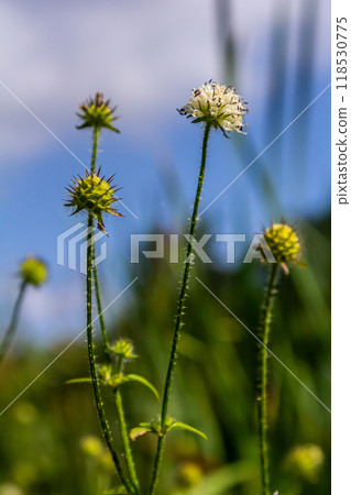 Dipsacus pilosus, Small Teasel. Wild plant shot in summer 118530775