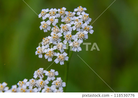common yarrow achillea millefolium with fly Tachina fera 118530776