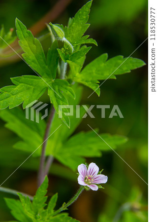 Siberian geranium Geranium sibiricum grows in summer in the wild 118530777