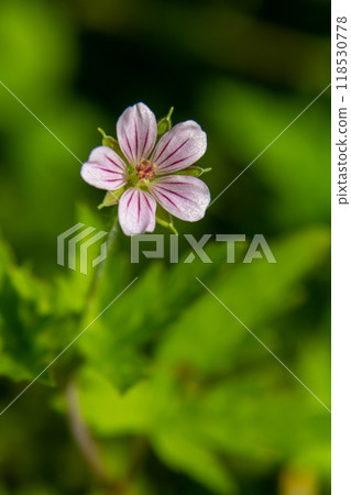 Siberian geranium Geranium sibiricum grows in summer in the wild 118530778