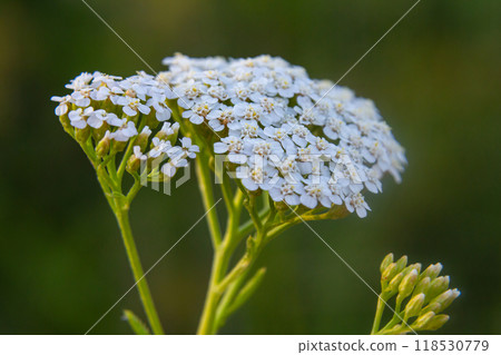 common yarrow achillea millefolium with fly Tachina fera common yarrow achillea millefolium with fly Tachina fera 118530779