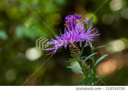 Blooming meadow knapweed, Centaurea jacea, on the meadow 118530780