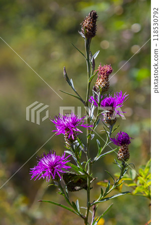 Blooming meadow knapweed, Centaurea jacea, on the meadow Blooming meadow knapweed, Centaurea jacea, on the meadow 118530792