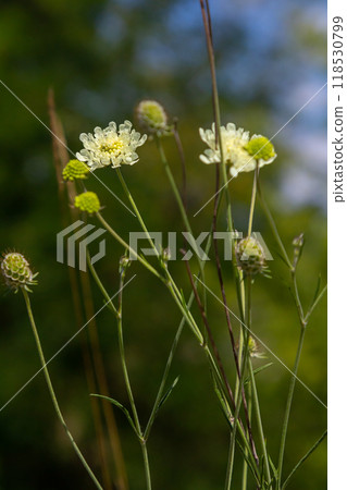 Cream scabious pincushion, Scabiosa ochroleuca, in flower Cream scabious pincushion, Scabiosa ochroleuca, in flower 118530799