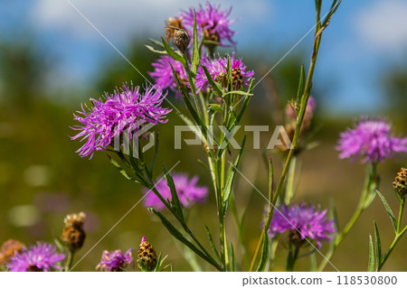 Blooming meadow knapweed, Centaurea jacea, on the meadow 118530800