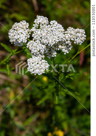 common yarrow achillea millefolium with fly Tachina fera common yarrow achillea millefolium with fly Tachina fera 118530801