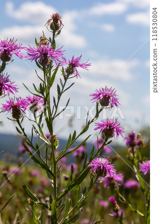 Blooming meadow knapweed, Centaurea jacea, on the meadow Blooming meadow knapweed, Centaurea jacea, on the meadow 118530804