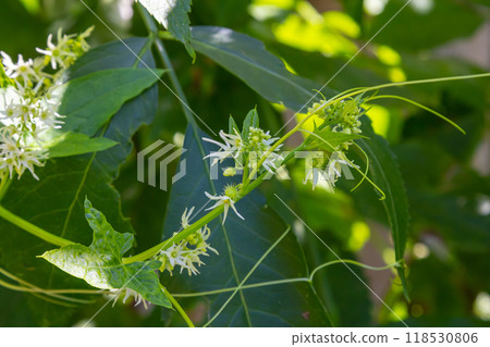 Wild cucumber, Echinocystis lobata white flowers closeup selective focus 118530806