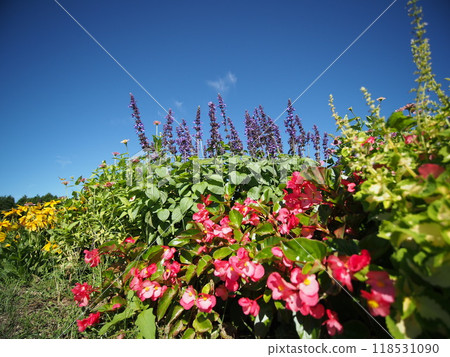 Flower field shining against the blue sky Flower field shining against the blue sky 118531090