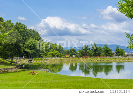 Nara Park: Deer eating grass by the Great Buddha Pond 118531124