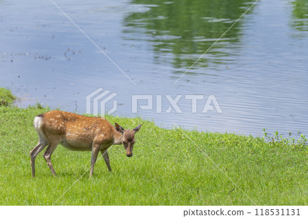 奈良公園大佛池邊吃草的鹿 118531131