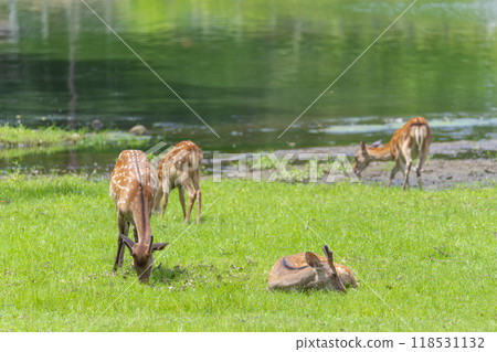 奈良公園大佛池邊吃草的鹿 118531132