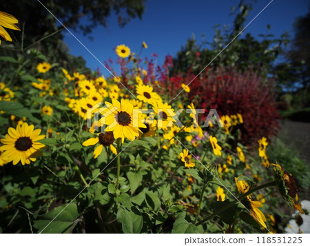 Sunflower blooming towards the sun Sunflower blooming towards the sun 118531225