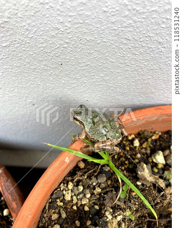 Protective colored Japanese tree frog Protective colored Japanese tree frog 118531240