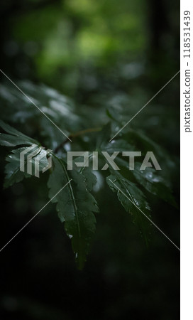 Maple leaves still green (autumn leaves) Maple leaves still green (autumn leaves) 118531439
