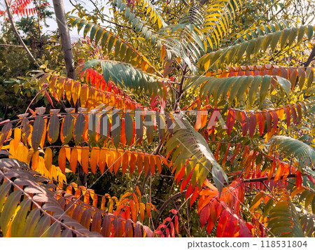 Colourful autumn leaves of a rowan on a sunny day on the branches of a tree in the city. Autumn background. Colourful autumn leaves of a rowan on a sunny day on the branches of a tree in the city. Autumn background. 118531804