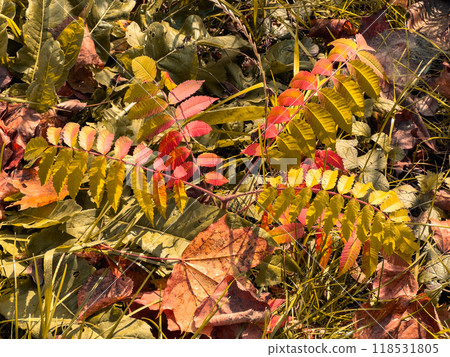 Colourful autumn leaves of a rowan on a sunny day on the branches of a tree in the city. Autumn background. Colourful autumn leaves of a rowan on a sunny day on the branches of a tree in the city. Autumn background. 118531805