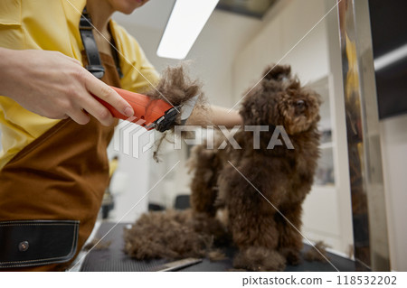 Groomer woman holding grooming machine in hands full off dog fur 118532202