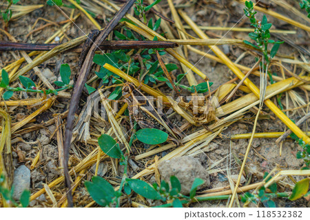 A dark brown grasshopper insect color that allows you to remain invisible among the grass in the wild. Mimicry, adaptation, and adjustment to the environment for the survival of the species. A dark brown grasshopper insect color that allows you to remain invisible among the grass in the wild. Mimicry, adaptation, and adjustment to the environment for the survival of the species. 118532382