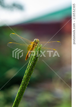 Funny animal face, dragonfly insect sits on green spikelet pole in garden on blurred background with plants close-up. Animals in their natural habitat. Happiness in nature. vertical photo. Funny animal face, dragonfly insect sits on green spikelet pole in garden on blurred background with plants close-up. Animals in their natural habitat. Happiness in nature. vertical photo. 118532385