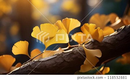 Fantastic autumn scenery of red-leafed ginkgo trees 3 Fantastic autumn scenery of red-leafed ginkgo trees 3 118532881