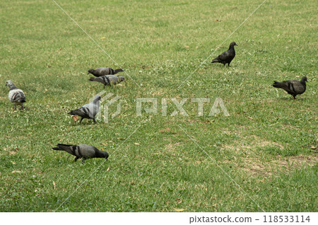 Many pigeons were chasing and eating insects on the grass. Many pigeons were chasing and eating insects on the grass. 118533114