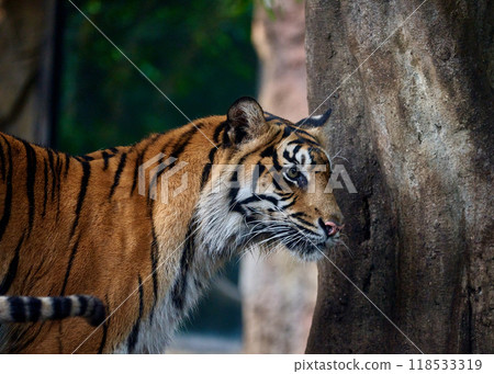 Tiger's sharp gaze Tiger's sharp gaze 118533319