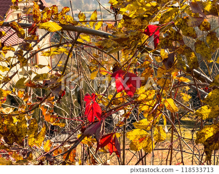 Red leaves of wild grapes in the autumn park. Beautiful natural background. 118533713