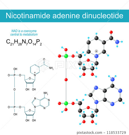 NAD molecule. NAD molecule. 118533729