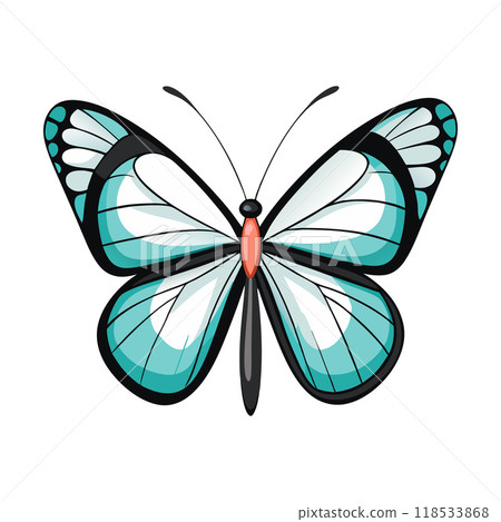 A blue and white butterfly with black wings A blue and white butterfly with black wings 118533868
