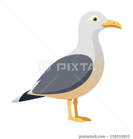 A seagull is standing on a white background 118533951