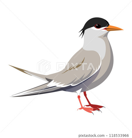 A bird with a black beak and a black cap on its head A bird with a black beak and a black cap on its head 118533966