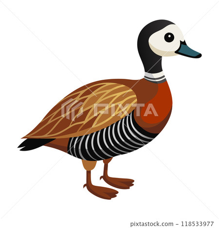 A cartoon duck with a black beak and white feet stands on a white background A cartoon duck with a black beak and white feet stands on a white background 118533977