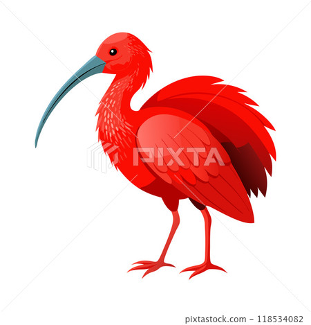 A red bird with a long beak stands on a white background A red bird with a long beak stands on a white background 118534082
