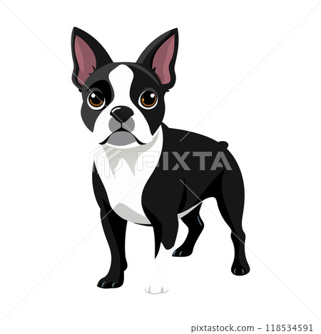 A black and white dog with a black nose 118534591